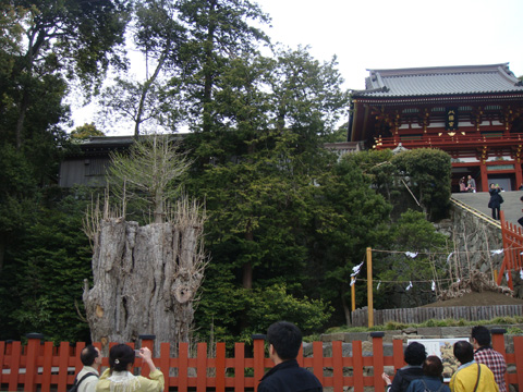 大銀杏の画像