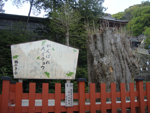 の画像